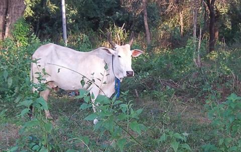 Our cow. Its name is 'Raju'. 