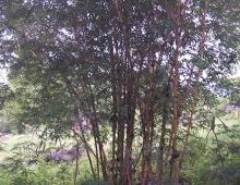 Bamboo is one of the trees that really useful for us to make chairs and tables. 